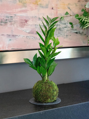 Zami Kokedama - Omotesandō Plants