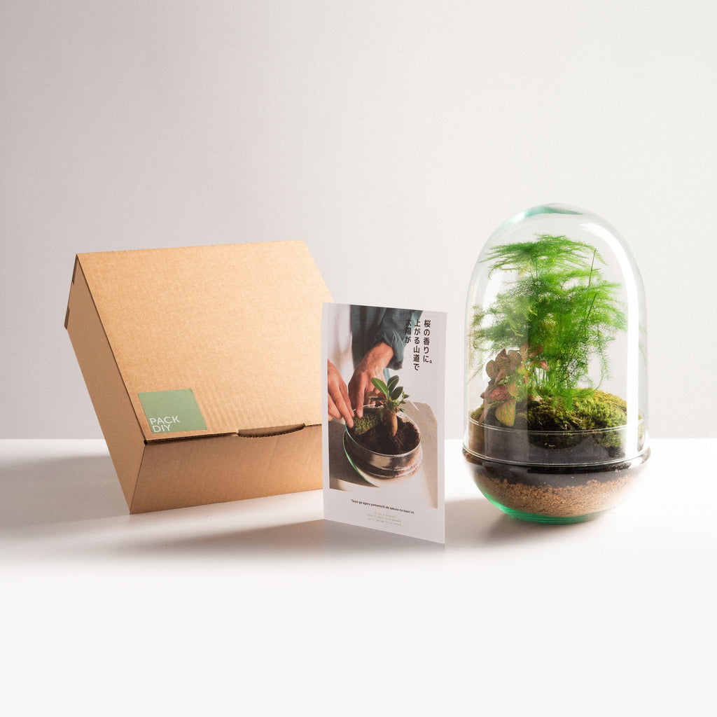 DIY-Paket - Pflanzenterrarium "Aspa Natura"