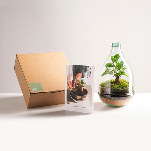 DIY-Paket - Pflanzenterrarium "Aura"