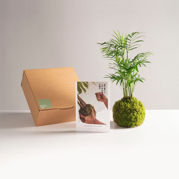 Pack DIY - Kokedama de Cham