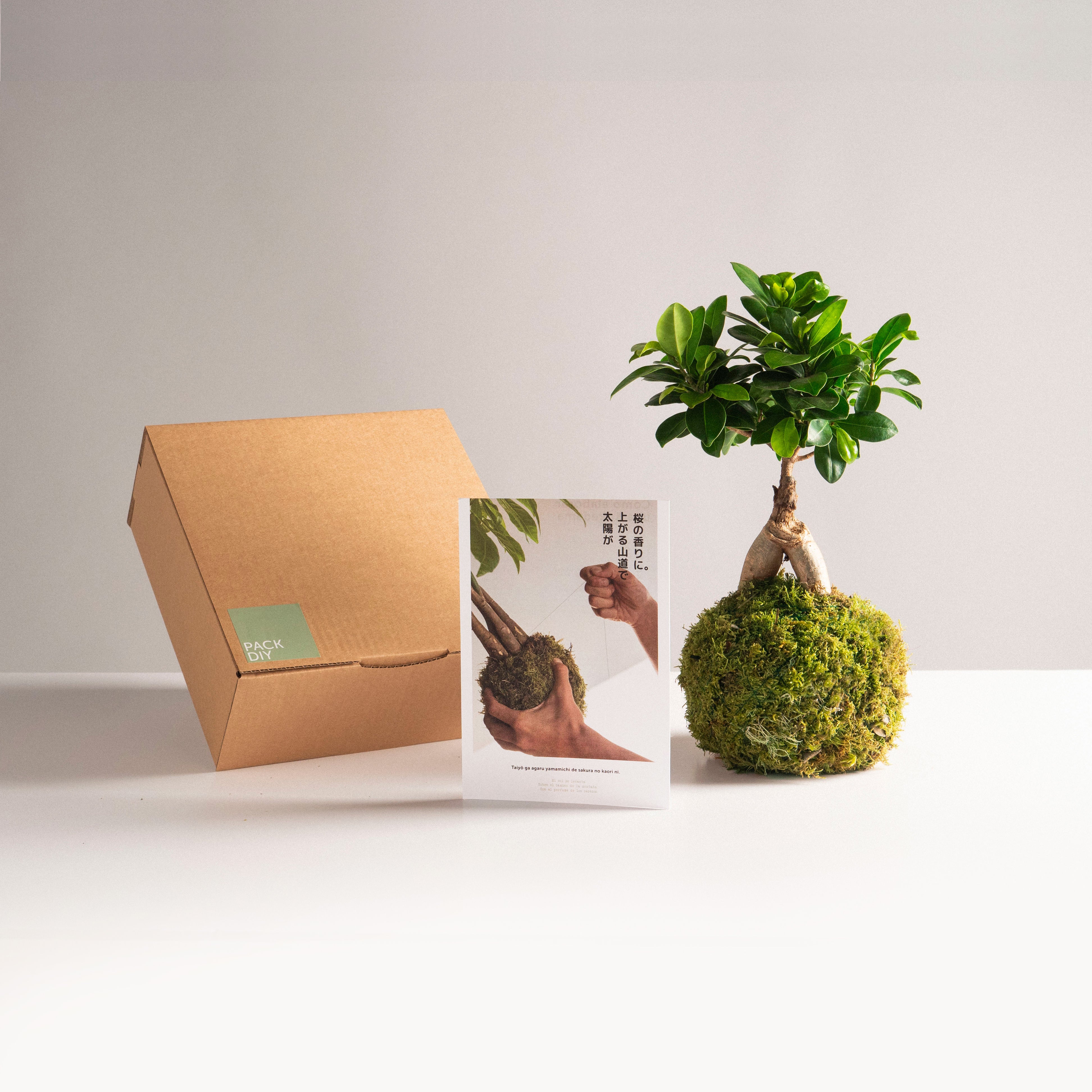 Doe-het-zelf pakket - Ficus ginseng kokedama