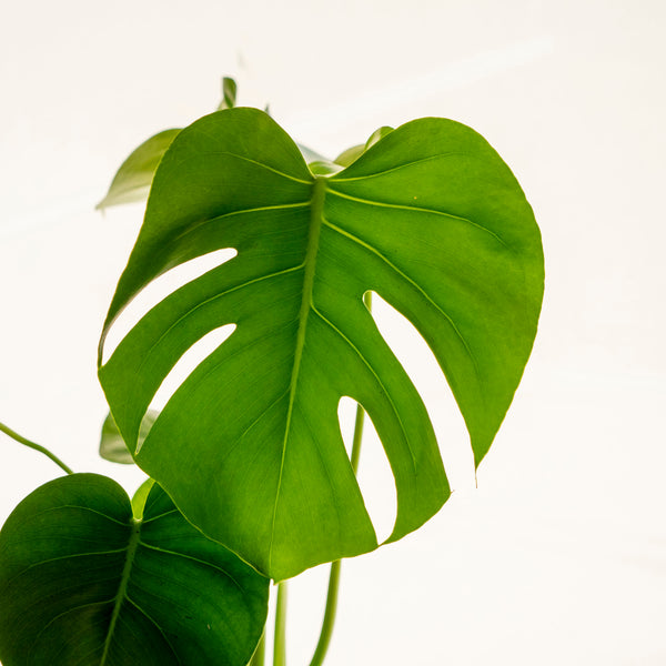 Monstera Kokedama