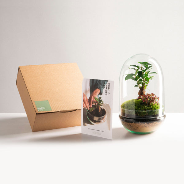 Pack DIY - Jardín en un bol "Natura Green"