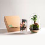 Pack DIY - Terrarium "Natura Green".