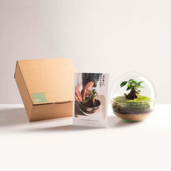 Pack DIY - Terrarium "Oasis mini".