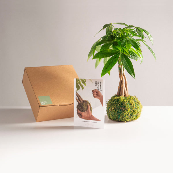 Pack DIY - Kokedama de Pachira