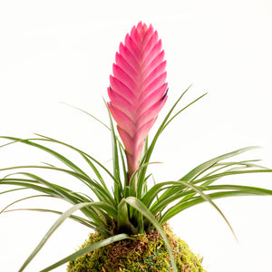 Tillandsia Rosa Kokedama