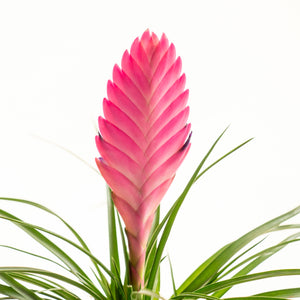 Tillandsia Rosa Kokedama