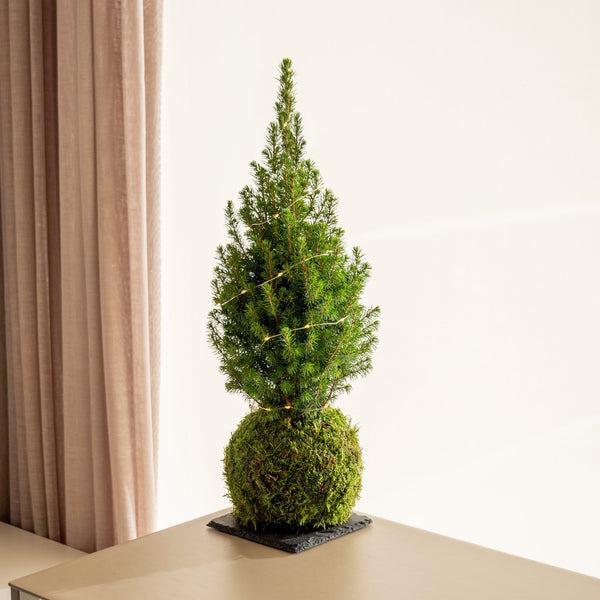 Abeto mini Kokedama - Entrega a partir del 5 de diciembre - Omotesandō Plants