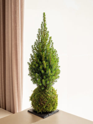 Abeto mini Kokedama - Entrega a partir del 5 de diciembre - Omotesandō Plants