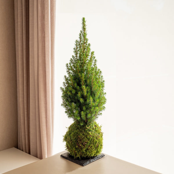 Abeto mini Kokedama - Entrega a partir del 5 de diciembre - Omotesandō Plants