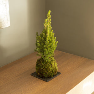 Abies Kokedama - Omotesando Plants