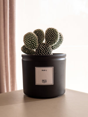 Albis - Omotesandō Plants