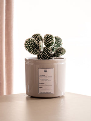 Albis - Omotesandō Plants