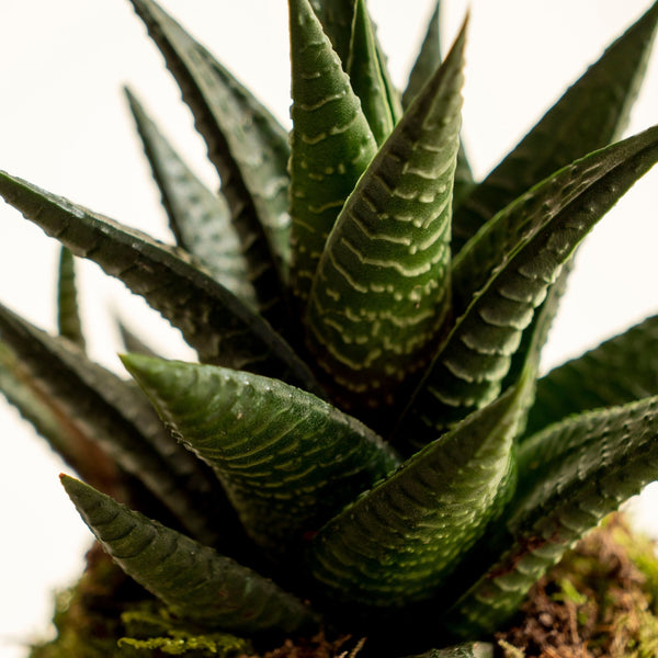 Aloe Cosmo Kokedama - Omotesandō Plants