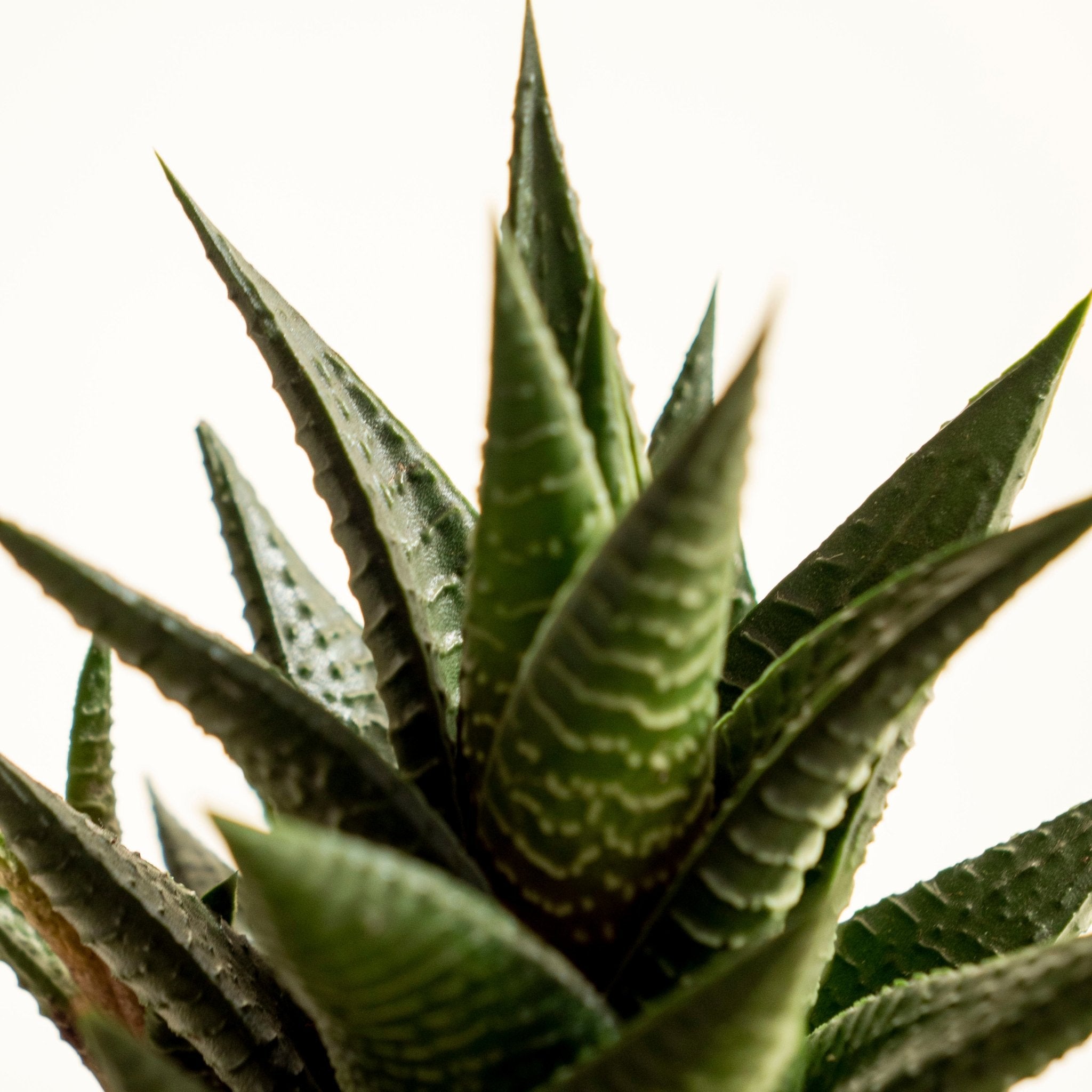 Aloe Cosmo Kokedama - Omotesandō Plants
