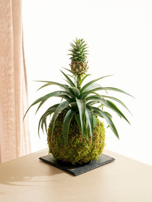 Ananas Kokedama - Omotesandō Plants