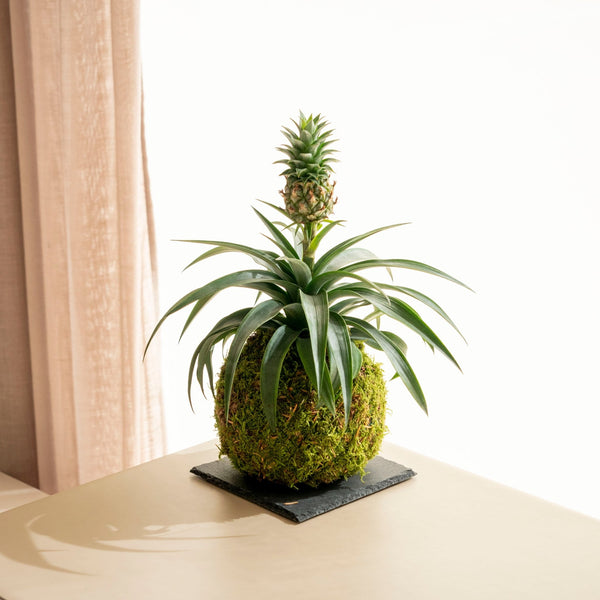 Ananas Kokedama - Omotesandō Plants