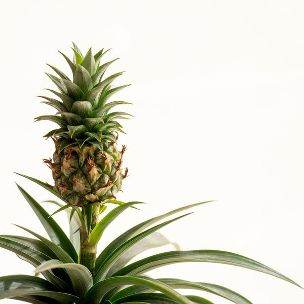 Ananas Kokedama - Omotesandō Plants