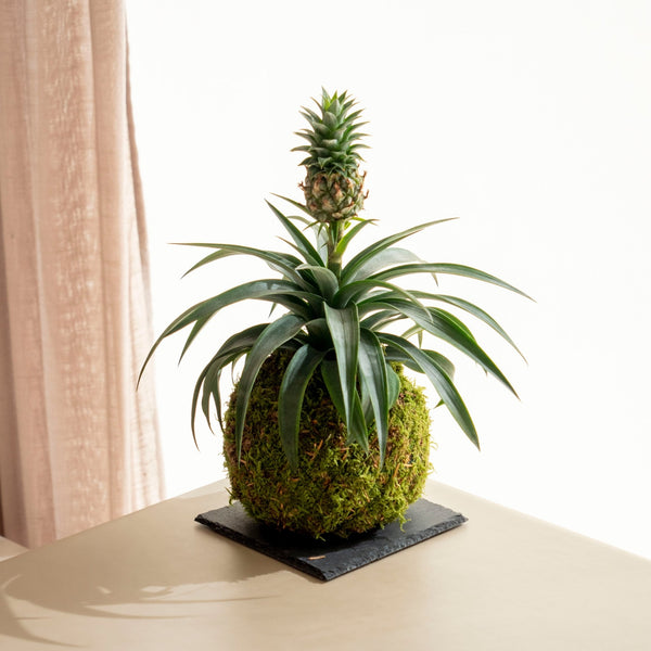 Ananas Kokedama - Omotesandō Plants