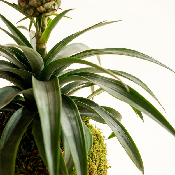 Ananas Kokedama - Omotesandō Plants