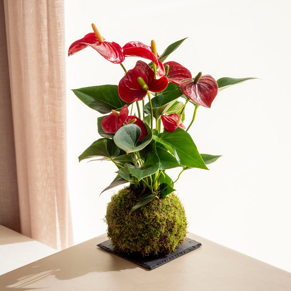 Anthurium Kokedama - Omotesandō Plants