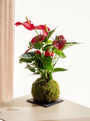 Anthurium Kokedama - Omotesandō Plants