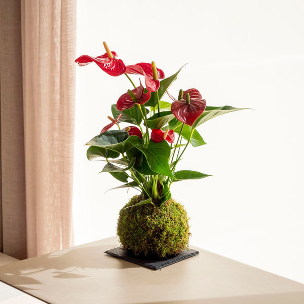 Anthurium Kokedama - Omotesandō Plants