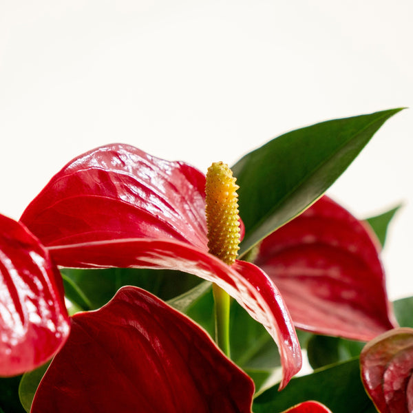 Anthurium Kokedama - Omotesandō Plants