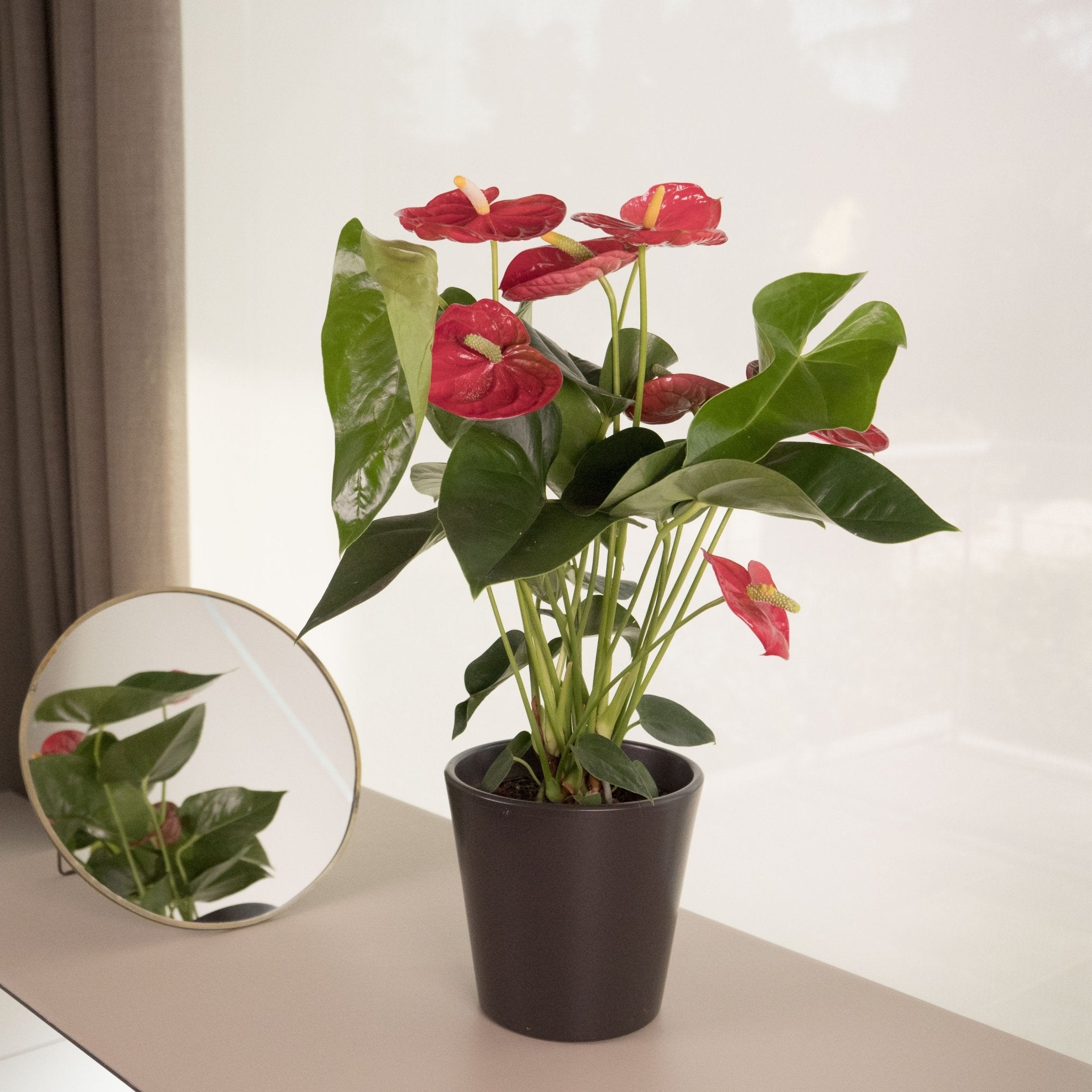 Anthurium Rojo - Omotesando Plants