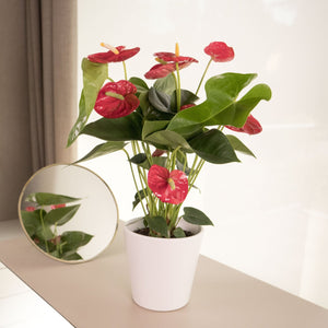 Anthurium Rojo - Omotesando Plants