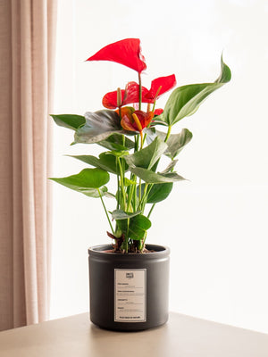 Anthurium Rojo - Omotesandō Plants