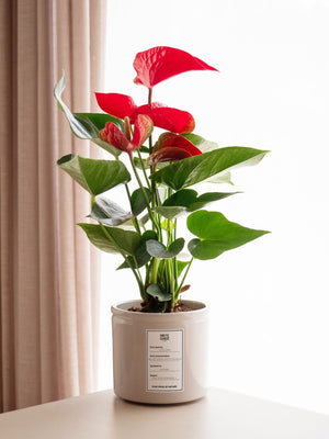 Anthurium Rojo - Omotesandō Plants