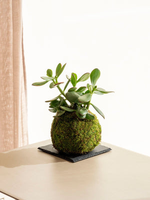 Árbol de Jade Kokedama - Omotesandō Plants