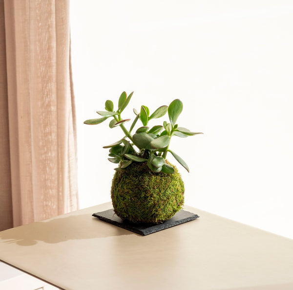 Árbol de Jade Kokedama - Omotesandō Plants