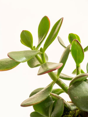 Árbol de Jade Kokedama - Omotesandō Plants