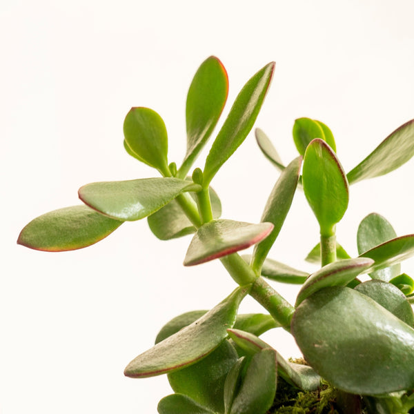 Árbol de Jade Kokedama - Omotesandō Plants