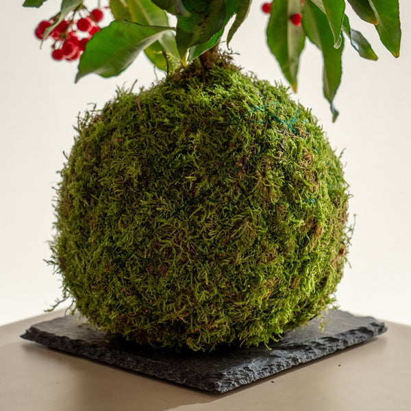 Ardisia Kokedama - Entrega a partir del 5 de diciembre - Omotesandō Plants