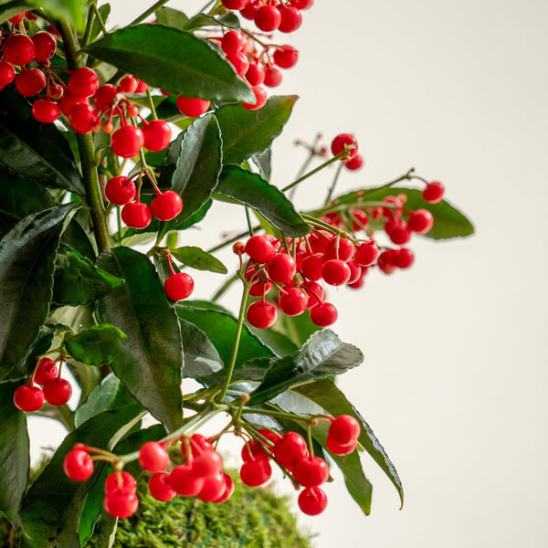 Ardisia Kokedama - Entrega a partir del 5 de diciembre - Omotesandō Plants