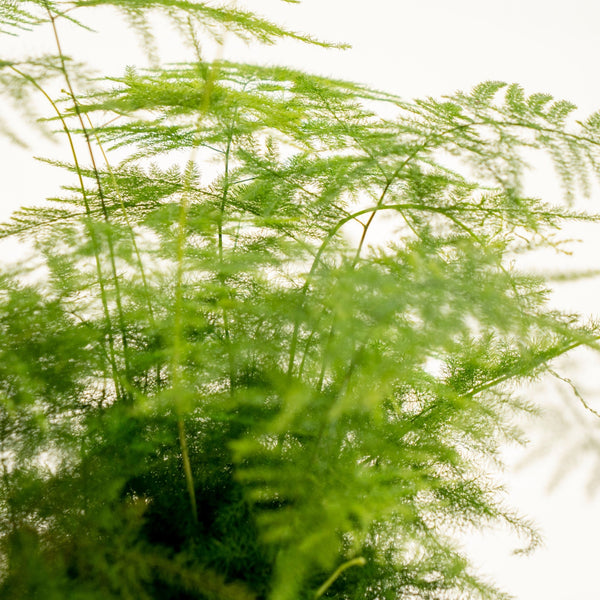 Aspa Kokedama - Omotesandō Plants