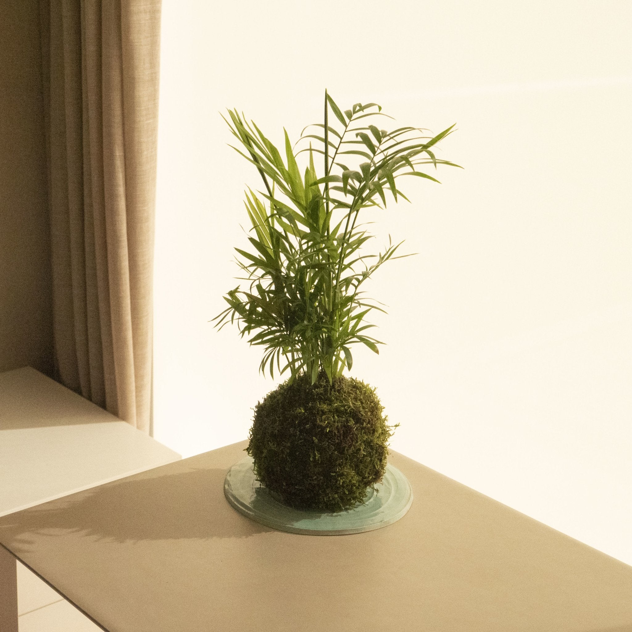 Base de cerámica verde - Omotesando Plants