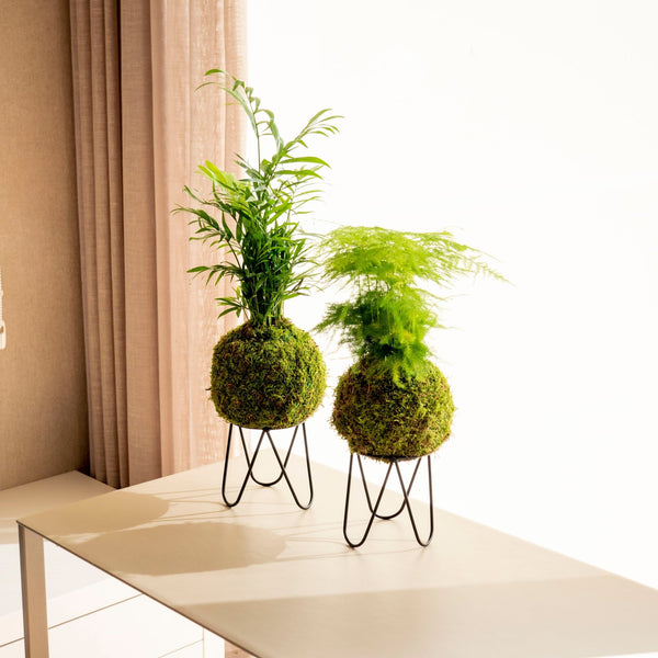 Base Eiffel - Plant Stand - Omotesandō Plants