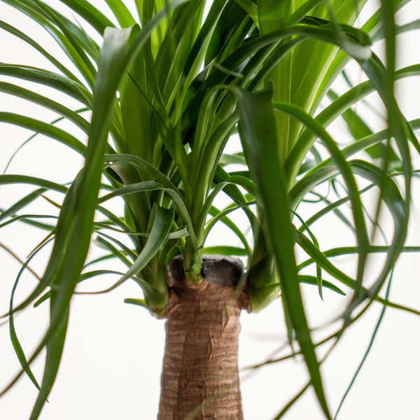 Beau Kokedama - Omotesandō Plants