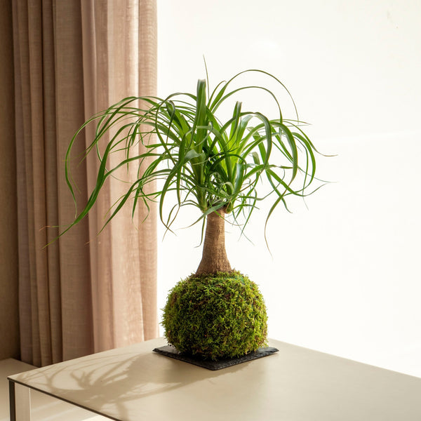 Beau Kokedama - Omotesandō Plants