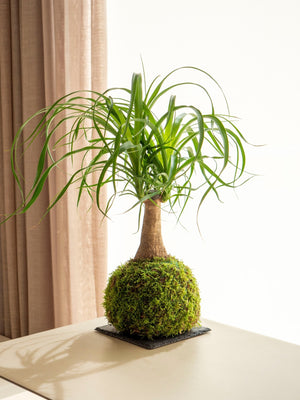Beau Kokedama - Omotesandō Plants