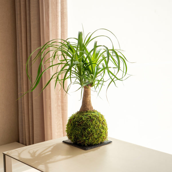 Beau Kokedama - Omotesandō Plants