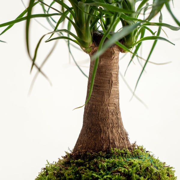 Beau Kokedama - Omotesandō Plants