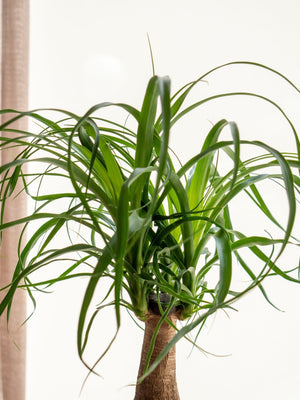 Beau Kokedama - Omotesandō Plants
