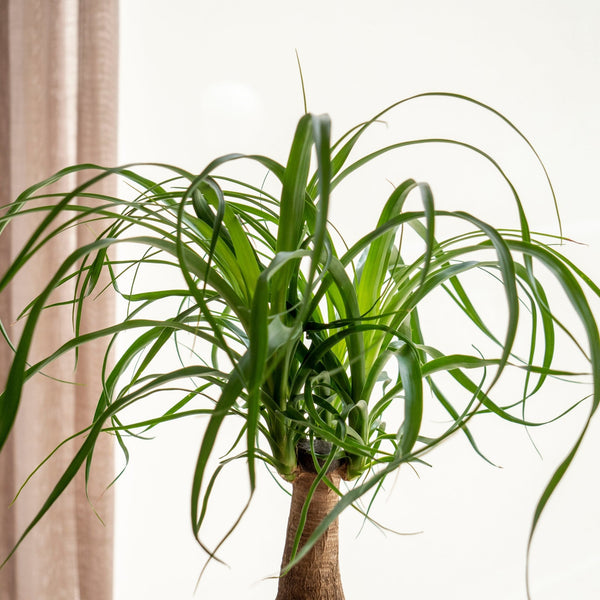 Beau Kokedama - Omotesandō Plants