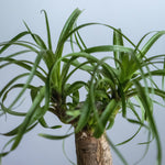 Beau mini - Omotesando Plants